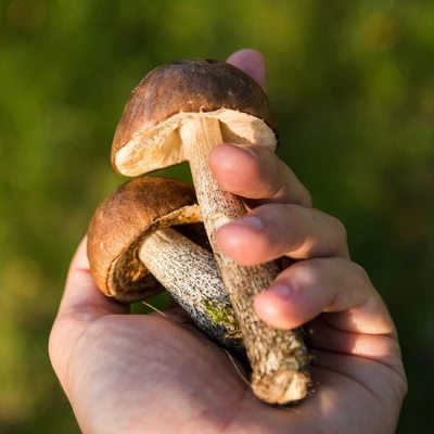 Co kupić w prezencie dla grzybiarza?